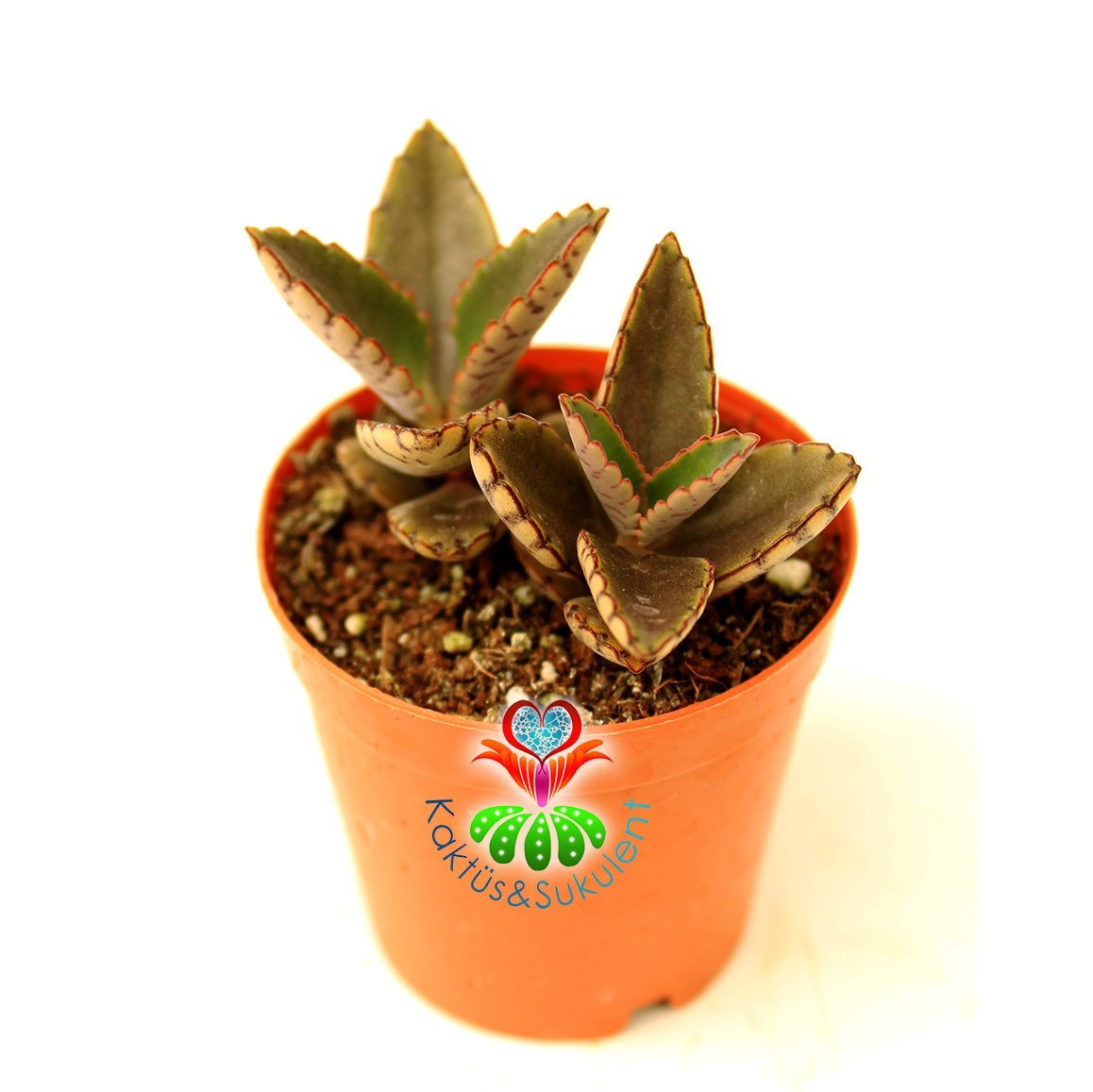 Aşkın Gözyaşı Çiçeği, Kalanchoe Daigremontiana 5,5 cm saksıda- Sukulent, Teraryum, Kaktüs