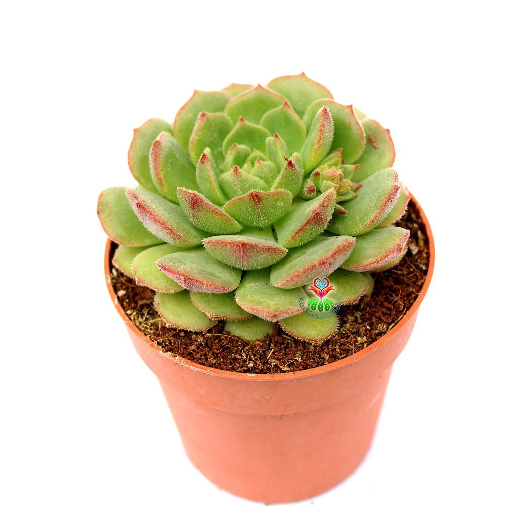 Echeveria Gusto- Kızaran Uçlu Tüylü Yapraklı -8,5 cm Saksıda
