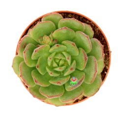 Echeveria Gusto- Kızaran Uçlu Tüylü Yapraklı -8,5 cm Saksıda