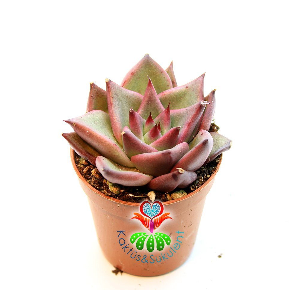 Sukulent, Echeveria Agavoides 'Romeo'- Güneşte Pembeleşmesi Artar-Mükemmel Form ve Renkte-5,5 cm Saksıda ithal