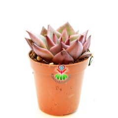 Sukulent, Echeveria Agavoides 'Romeo'- Güneşte Pembeleşmesi Artar-Mükemmel Form ve Renkte-5,5 cm Saksıda ithal