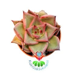 Sukulent, Echeveria Agavoides 'Romeo'- Güneşte Pembeleşmesi Artar-Mükemmel Form ve Renkte-5,5 cm Saksıda ithal