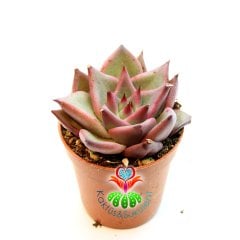 Sukulent, Echeveria Agavoides 'Romeo'- Güneşte Pembeleşmesi Artar-Mükemmel Form ve Renkte-5,5 cm Saksıda ithal