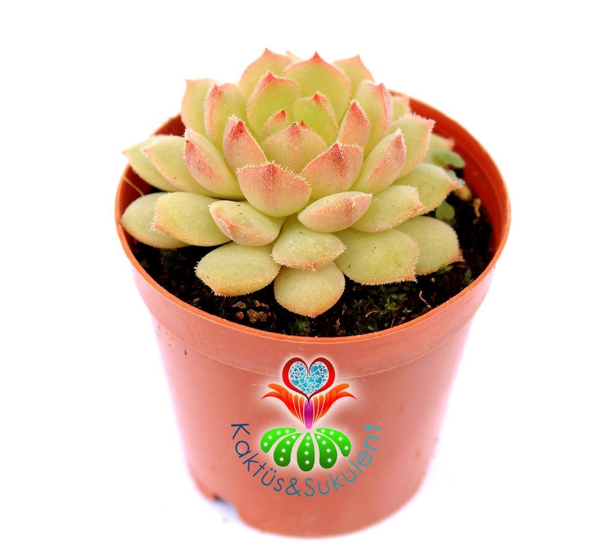 Echeveria Densurum Açık Yeşil Renk Simetrik Yapraklı -5,5 cm Saksıda