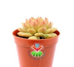Echeveria Densurum Açık Yeşil Renk Simetrik Yapraklı -5,5 cm Saksıda