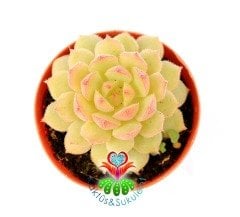 Echeveria Densurum Açık Yeşil Renk Simetrik Yapraklı -5,5 cm Saksıda