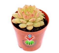 Echeveria Densurum Açık Yeşil Renk Simetrik Yapraklı -5,5 cm Saksıda