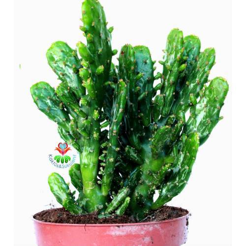 Dev Kaktüs, Opuntia Monacantha - Radyasyon Emici, Hızlı Büyür-12 cm Saksılı - Dayanıklı Tür Kaktüs