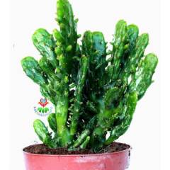Dev Kaktüs, Opuntia Monacantha - Radyasyon Emici, Hızlı Büyür-12 cm Saksılı - Dayanıklı Tür Kaktüs