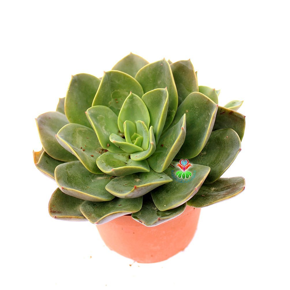 Echeveria Hakuhou- Geniş Yapraklı -8,5 cm Saksıda