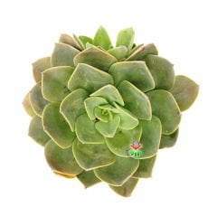 Echeveria Hakuhou- Geniş Yapraklı -8,5 cm Saksıda