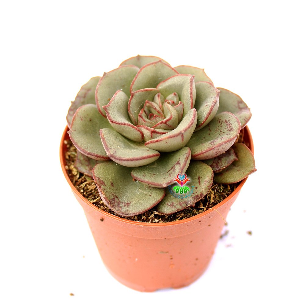 Echeveria Mon Ami - Gri Uçları Kırmızı Renk Yapraklı -5,5 cm Saksıda
