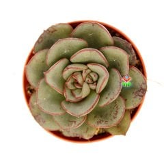 Echeveria Mon Ami - Gri Uçları Kırmızı Renk Yapraklı -5,5 cm Saksıda