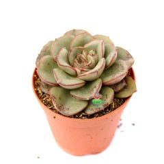 Echeveria Mon Ami - Gri Uçları Kırmızı Renk Yapraklı -5,5 cm Saksıda