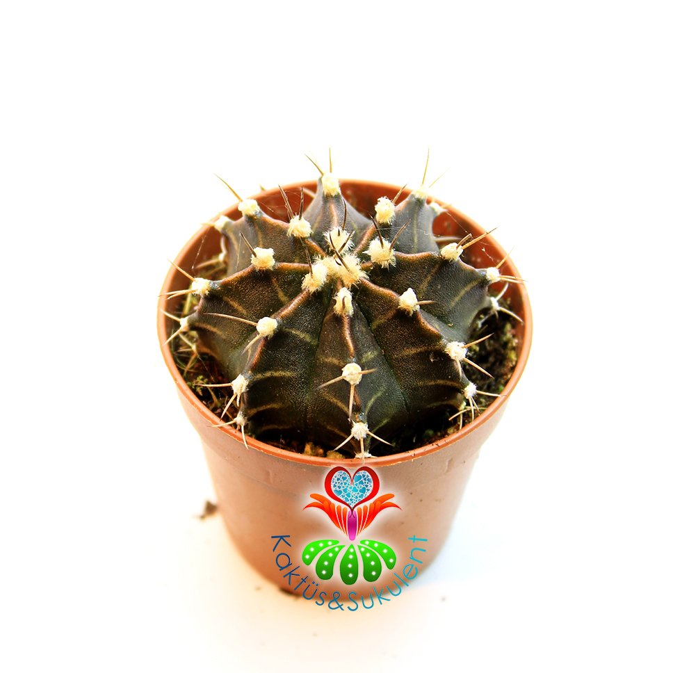 Kaktüs, Gymnocalycium Mihanovichii - Mor Yeşil Tonlarında- 5,5 cm Saksıda- Açık Pembe Renk Çiçek Açar-1. Sınıf
