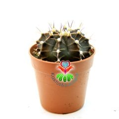 Kaktüs, Gymnocalycium Mihanovichii - Mor Yeşil Tonlarında- 5,5 cm Saksıda- Açık Pembe Renk Çiçek Açar-1. Sınıf