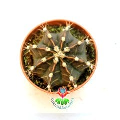 Kaktüs, Gymnocalycium Mihanovichii - Mor Yeşil Tonlarında- 5,5 cm Saksıda- Açık Pembe Renk Çiçek Açar-1. Sınıf