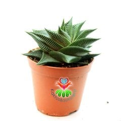 Sukulent, Haworthia Limifolia-Mükemmel Simetrik Formlu Sert ve Parlak Yapraklı-8,5 cm Saksıda
