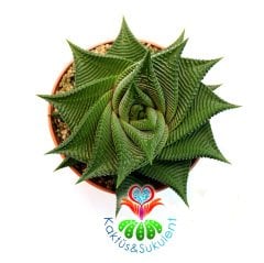 Sukulent, Haworthia Limifolia-Mükemmel Simetrik Formlu Sert ve Parlak Yapraklı-8,5 cm Saksıda