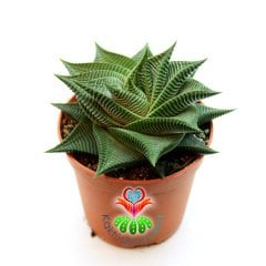 Sukulent, Haworthia Limifolia-Mükemmel Simetrik Formlu Sert ve Parlak Yapraklı-8,5 cm Saksıda
