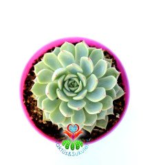 Echeveria Minima- Kızaran Uçlu Mavi Yapraklı -8,5 cm Saksıda
