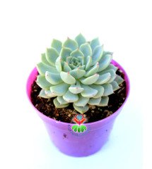 Echeveria Minima- Kızaran Uçlu Mavi Yapraklı -8,5 cm Saksıda