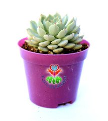 Echeveria Minima- Kızaran Uçlu Mavi Yapraklı -8,5 cm Saksıda