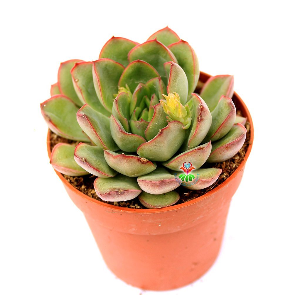 Echeveria Pulidonis - Kızaran Uçlu Yeşil Yapraklı -8,5 cm Saksıda
