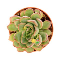 Echeveria Pulidonis - Kızaran Uçlu Yeşil Yapraklı -8,5 cm Saksıda