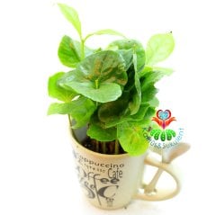 Seramik Kahve Kupasında Gerçek Kahve Ağacı Fideleri-3 Farklı Seçenek -7 cm Çap 15+ cm Yükseklik - Coffee Arabica Tree