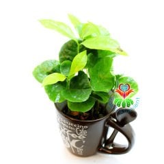 Seramik Kahve Kupasında Gerçek Kahve Ağacı Fideleri-3 Farklı Seçenek -7 cm Çap 15+ cm Yükseklik - Coffee Arabica Tree