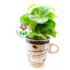 Seramik Kahve Kupasında Gerçek Kahve Ağacı Fideleri-3 Farklı Seçenek -7 cm Çap 15+ cm Yükseklik - Coffee Arabica Tree