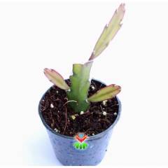 Nadir Kaktüs,Rhipsalis Oblonga -Büyüdükçe Sarkarak Büyüyen Tür- İthal-5,5 cm saksıda-Sukulent, Cacti