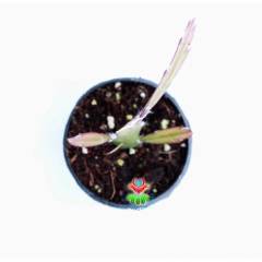 Nadir Kaktüs,Rhipsalis Oblonga -Büyüdükçe Sarkarak Büyüyen Tür- İthal-5,5 cm saksıda-Sukulent, Cacti