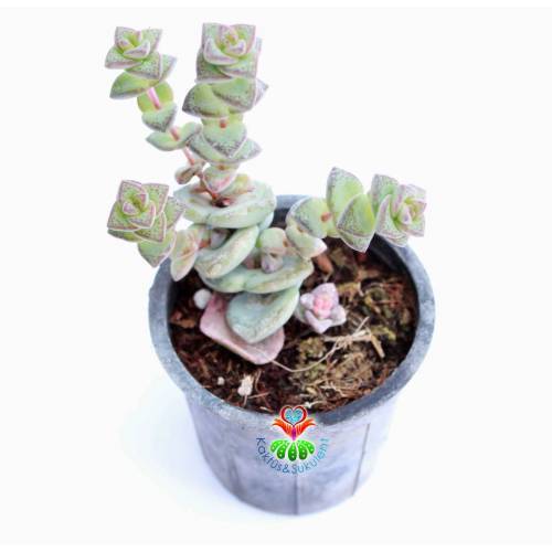 Sukulent,Crassula Perforata 'Variegata' 5,5 cm Saksıda- Teraryum,Kaktüs, Succulent
