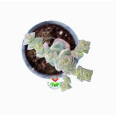 Sukulent,Crassula Perforata 'Variegata' 5,5 cm Saksıda- Teraryum,Kaktüs, Succulent