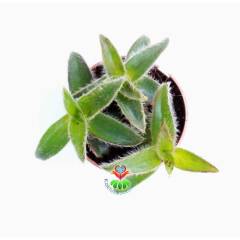 Telgraf Çiçeği,Tradescantia Weedbusters -Kat kat Yapraklı- 5,5 cm saksıda-Teraryum,Sukulent, Kaktüs