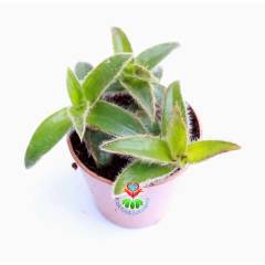 Telgraf Çiçeği,Tradescantia Weedbusters -Kat kat Yapraklı- 5,5 cm saksıda-Teraryum,Sukulent, Kaktüs