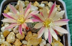 Kaktüs, Rebutia Heliosa cv. Sunrise - Krem -Pembe Renk Çiçek Açar-5,5 cm Saksı Dolusu-Sert Gri Dikenli