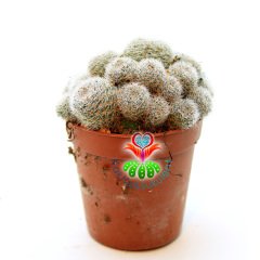 Kaktüs, Rebutia Heliosa cv. Sunrise - Krem -Pembe Renk Çiçek Açar-5,5 cm Saksı Dolusu-Sert Gri Dikenli