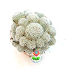 Kaktüs, Rebutia Heliosa cv. Sunrise - Krem -Pembe Renk Çiçek Açar-5,5 cm Saksı Dolusu-Sert Gri Dikenli