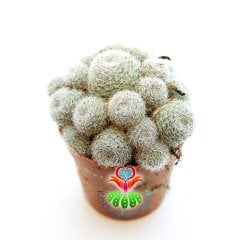 Kaktüs, Rebutia Heliosa cv. Sunrise - Krem -Pembe Renk Çiçek Açar-5,5 cm Saksı Dolusu-Sert Gri Dikenli