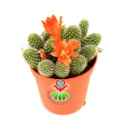 Kaktüs, Rebutia Fabrisii - Koyu Sarı Turuncu Renk Çiçek Açar-5,5 cm Saksı Dolusu-Yumuşak Sarı Dikenli