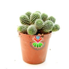 Kaktüs, Rebutia Fabrisii - Koyu Sarı Turuncu Renk Çiçek Açar-5,5 cm Saksı Dolusu-Yumuşak Sarı Dikenli