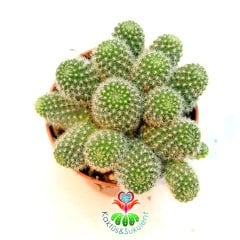 Kaktüs, Rebutia Fabrisii - Koyu Sarı Turuncu Renk Çiçek Açar-5,5 cm Saksı Dolusu-Yumuşak Sarı Dikenli