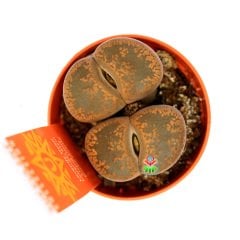 Lithops Aucampiae C003 -Koyu Turuncu Renk Büyük Taş Kaktüs-5,5 cm Saksıda İthal