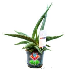 Sansevieria Ballyi-Sıradışı Sukulent- Nadir Tür Oval - Eğimli Kılıç Çiçeği- Paşa Kılıcı Çiçeği-10 cm Saksıda 25 cm Uzunlukta