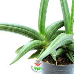 Sansevieria Ballyi-Sıradışı Sukulent- Nadir Tür Oval - Eğimli Kılıç Çiçeği- Paşa Kılıcı Çiçeği-10 cm Saksıda 25 cm Uzunlukta