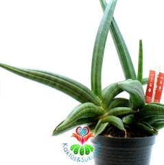 Sansevieria Ballyi-Sıradışı Sukulent- Nadir Tür Oval - Eğimli Kılıç Çiçeği- Paşa Kılıcı Çiçeği-10 cm Saksıda 25 cm Uzunlukta