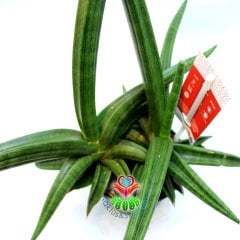 Sansevieria Ballyi-Sıradışı Sukulent- Nadir Tür Oval - Eğimli Kılıç Çiçeği- Paşa Kılıcı Çiçeği-10 cm Saksıda 25 cm Uzunlukta